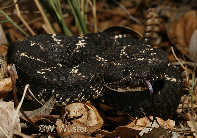 Arizona Black Rattlesnake12.jpg [363 Kb]